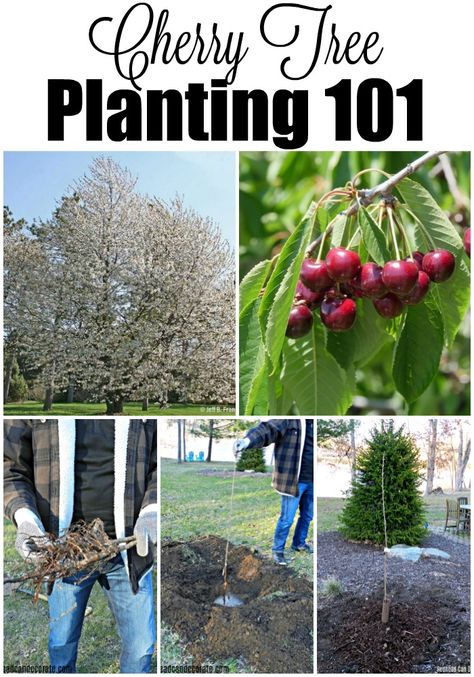 Cherry Trees, Cherry Tree Companion Plants, Flagpole Cherry Tree, How To Grow Cherry Tree From Seed, Planting Cherry Trees, Growing Cherry Trees From Pits, Chokecherry Tree, Growing Cherry Trees, Wild Cherry Tree