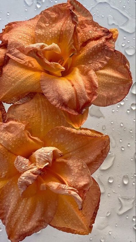 Nature Aesthetic Pictures, Witchy Wallpaper, Color Vibe, A Breath Of Fresh Air, Orange Aesthetic, Flower Therapy, Orange Wallpaper, Fitness Sport, Flower Phone Wallpaper