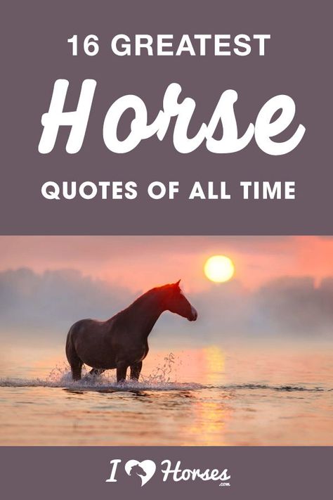 Horses Teach Us Quotes, Horse Qoute Love, Horse Lovers Quotes, Riding Quotes Equestrian, Quotes For Horses, Horse Quotes Wallpaper Iphone, Loosing Your Horse Quotes, Horse Riding Quotes Inspirational, Quotes For Horse Riders