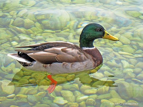 Duck swimming in the clear water of the lake in Neuchatel, Switzerland Duck In Pond, Neuchatel Switzerland, Ducks In A Pond, Male Duck, Duck In Water, Ducks Swimming, Duck Swimming, Duck Float, Duck Painting