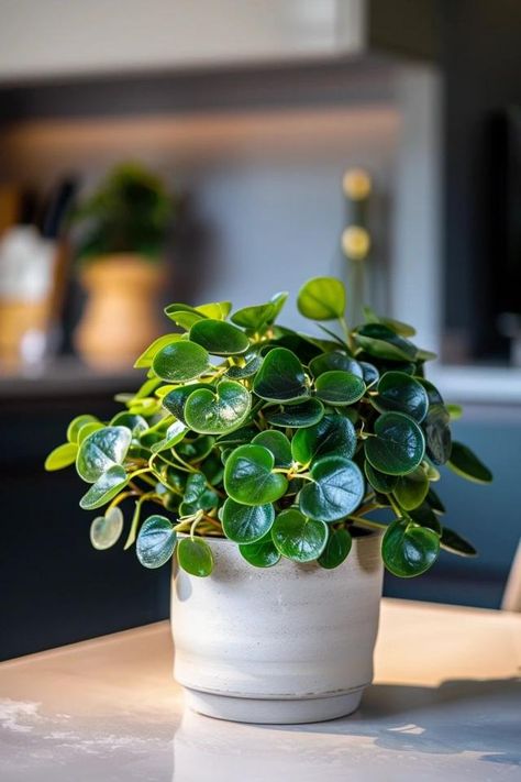 How To Prune Peperomia: Plant Care Peperomia Plant Care, Inner Garden, Cat Safe Plants, Peperomia Plant, Indoor Greenery, Planting Ideas, Office Plants, Plant Aesthetic, Greenhouse Gardening