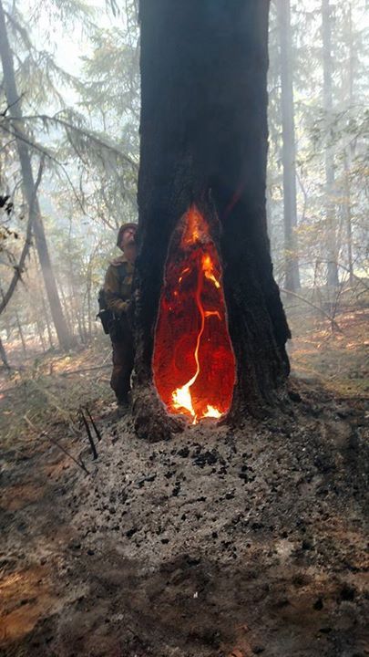 The fire inside this tree has been burning for 5 days. Weird Trees, Wildland Fire, Fire Inside, Image Nature, Unique Trees, Twin Peaks, Natural Phenomena, Alam Yang Indah, Beautiful Tree