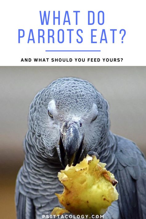 What do wild parrots eat and what should your domestic feathered friend's diet include? Let's go into parrot diet options and what to feed. #parrot #bird #petbird #petparrot Parrot Chop Recipes, Parrot Playground, Parrot Chop, Sun Conures, Parrot Care, Parrot Diet, Senegal Parrot, Parrot Food, Talking Parrots