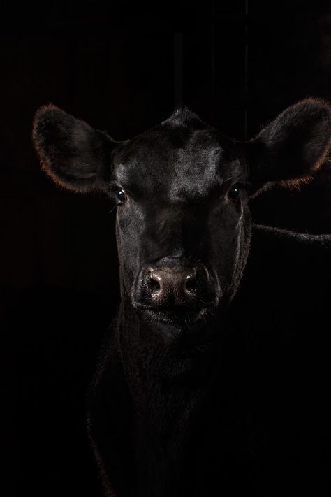 Daily Dose - December 17, 2015 - Low Key Angus Heifer Cow  2015©Barbara O'Brien Photography Angus Cow Painting, Stock Aesthetic, Swimming Senior Pictures, Show Cows, Cow Photography, Bull Painting, Heifer Cow, Black Hd Wallpaper, Cow Photos