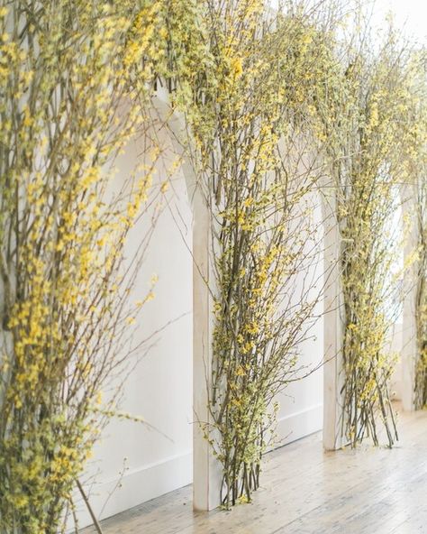 This Couple Planned a Bold, Stylish Wedding in the Pacific Northwest | Martha Stewart Weddings - Forsythia and witch-hazel installations carried the arch motif to the reception. "We wanted it to feel like it grew out of nature," says Kae of the styling. #wedding #weddinginspiration #modernwedding Forsythia Wedding Decor, Forsythia Wedding, Floral Arches, Floral Arch Wedding, Flannel Flower, Portland Oregon Wedding, Flower Installation, Washington Weddings, Martha Stewart Weddings