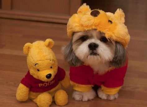 The ultimate collection of costumed Shih Tzus on the internet. Perro Shih Tzu, Shih Tzu Grooming, Shih Tzu Funny, Puppy Grooming, Cute Dog Clothes, Dog Halloween Costumes, Shih Tzu Puppy, Shih Tzu Dog, Shih Tzus