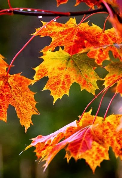 The immediate future is orange: Stunning pictures that herald the arrival of… Autumn Breeze, Maple Trees, Autumn Scenes, Red Leaves, White Mountains, Fabulous Fall, Deciduous Trees, Autumn Beauty, Fall Pictures