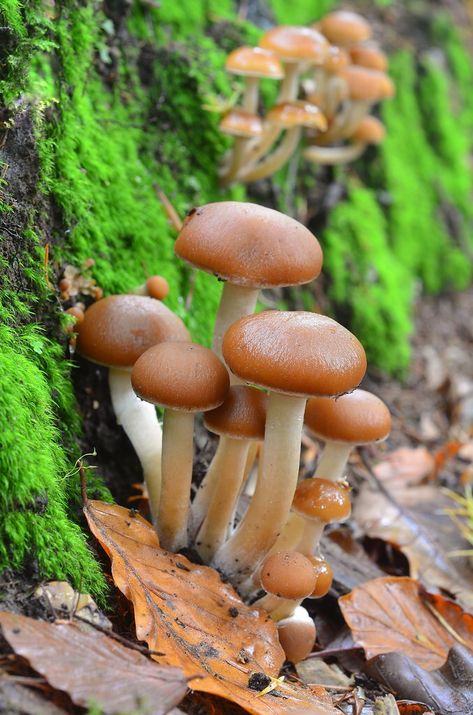 Common Stump Brittlestem Fungi Uk Mushrooms, Shroom Art, Fungi Kingdom, Beautiful Mushrooms, Types Of Forests, Garden Hacks Diy, Lichen Moss, Mushroom Pictures, Plant Fungus