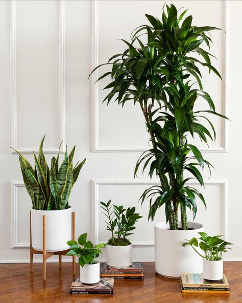 Bathroom Plants No Sunlight, Fig Bush, Yucca Gloriosa, Best Office Plants, Favorite Coworker, Best Air Purifying Plants, Plant Window, Decor Plants, Office Manager