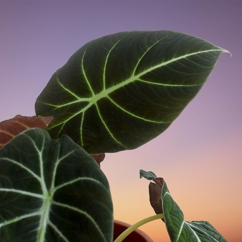 Alocasia reginula (Alocasia 'Black Velvet') Indoor Care and Propagation Alocasia Black Velvet, Alocasia Plant, Cool Mist Humidifier, Black Leaves, Potting Soil, Grow Lights, Pale Green, Green Leaves, Black Velvet