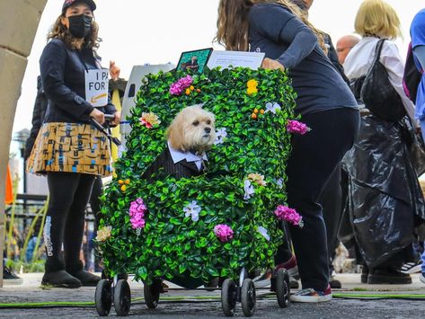 Dog Parade Float Ideas, Stroller Costume, Mardi Gras Dog, Dog Parade, Pet Parade, Best Costumes, Staten Island Ferry, Halloween Parade, Dog Stroller