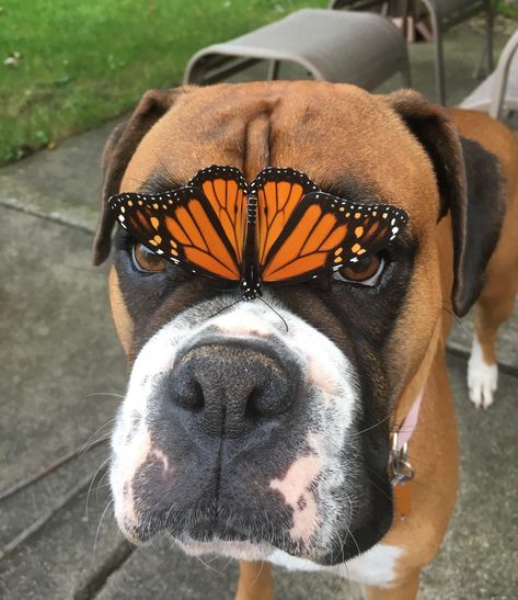 18 Pics That Prove Boxer Dogs Are Not The Funniest Dogs Everyone Says They Are – The Paws Dog White, Boxer (dog), Boxer Puppy, Fur Mama, Boxer Dogs, Cute Creatures, A Butterfly, Funny Animal, Cute Little Animals