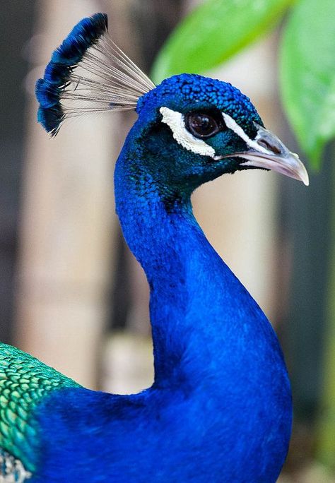 Peacock Pictures Image, Real Peacock Images, Picoke Bird Photo, Peacock Reference, Pictures Of Peacocks, Peacock Picture, Peacock Portrait, Peacock Head, Peacock Photography