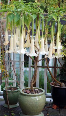 Angels Trumpet Cypress Gardens Angels Trumpet Flower, Angel Trumpet Plant, Angels Trumpet, Angel's Trumpet, Cypress Gardens, Citrus Plant, Tropical Garden Design, Angel Trumpet, Fragrant Garden