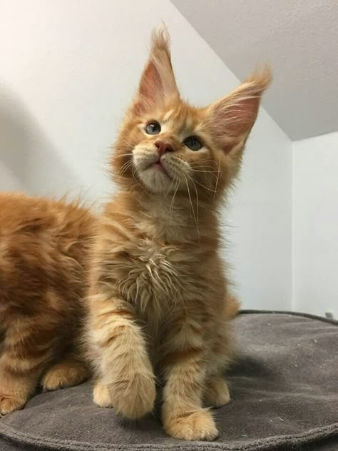 Piccolo￼♥️red solid ! Orange Mancoon Cat, Ginger Mancoon Cat, Ginger Mainecoon Cat, Orange Maine Coone Cat, Red Mainecoon Cat, Mainecoon Cat Orange, Orange Maine Coone, Mancoon Cat, Black Mainecoon Cat