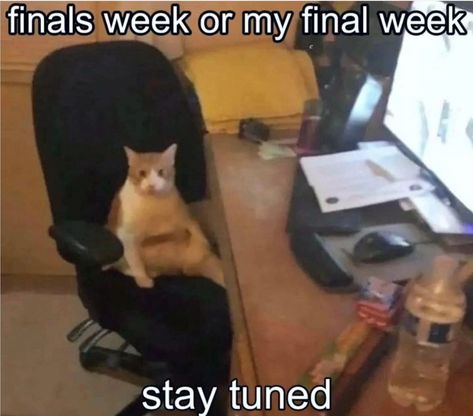 Stay tuned #cats #catsofinstagram #post #viralcat #exam #exams Finals Week Meme, Exams Memes, Tired Funny, College Memes, Acrylic Sculpture, Good Morning Funny, Silly Cats Pictures, Cat S, Funny Animal Jokes