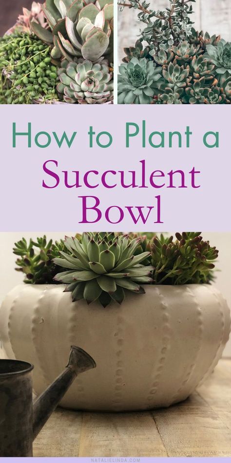 Learn all about planting a beautiful succulent bowl with this guide for beginners! From choosing a container and succulent varieties to planting and easy succulent care tips, this guide will show you how to create a DIY succulent arrangement that will look stunning in your home or garden! You can create outdoor succulent bowls or indoor succulent bowls with suitable succulent plants for each environment! Diy Succulent Planter Indoor, Succulents Arrangements Outdoor, Potted Succulents Indoor, Succulent Bowl Arrangement, Succulent Bowls Diy, Succulent Bowl Indoor, Succulent Bowls Outdoor, How To Plant Succulents, Succulent Arrangements Indoor