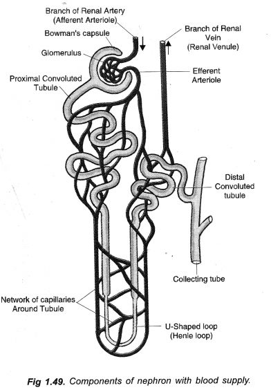 NCERT Solutions for Class 10 Science Chapter 6 Life Processes - Learn Insta #Class10science #Ncertsolutionsforclass10sciencechapter6 Human Eye Diagram, Biology Diagrams, Class 10 Science, Excretory System, School Life Memories, Notes Life, Study Biology, Science Questions, Biology Facts