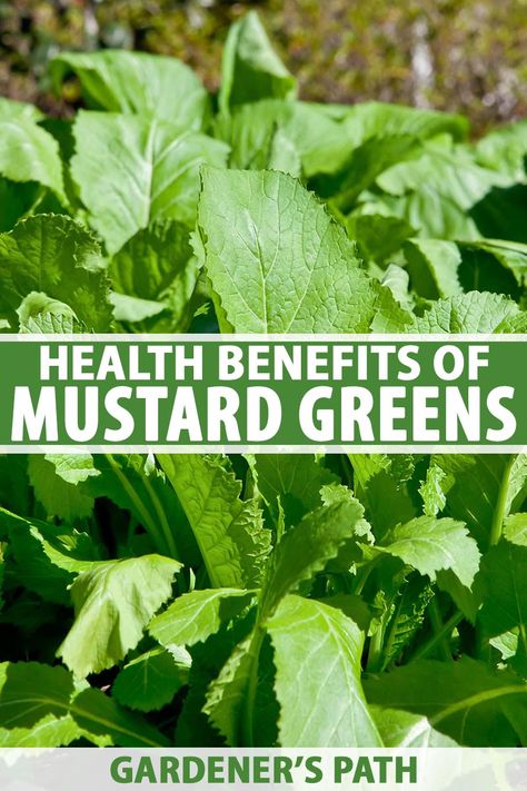 When you think of leafy greens, mustard may not initially come to mind. Mustard greens are surprisingly flavorful and bring essential nutrients and health benefits to the table. Learn more about this unique green, its nutritional content, and which cultivars to add to your garden. #greens #mustardgreens #gardenerspath Mustard Benefits, Mixed Greens Recipe, Benefits Of Mustard, Healthy Fall Meals, Types Of Bellies, Leaf Health, Lettuce Recipes, Mustard Plant, Spinach Benefits