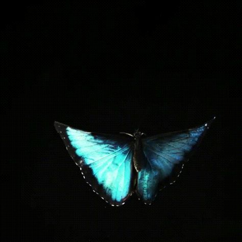 Butterfly Morpho GIF - Find & Share on GIPHY Blue Butterfly Video, Blue Butterfly Gif, Butterflies Gif, Butterfly Animation, Butterfly Morpho, Butterfly Gif, Butterfly Video, Blue Morpho Butterfly, Morpho Butterfly