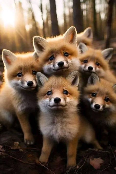 Fox Paintings, Otter Illustration, Fantastic Fox, Fox Images, Fox Pictures, Wild Animals Pictures, Fox Lover, Cute Animals Images, Haiwan Peliharaan