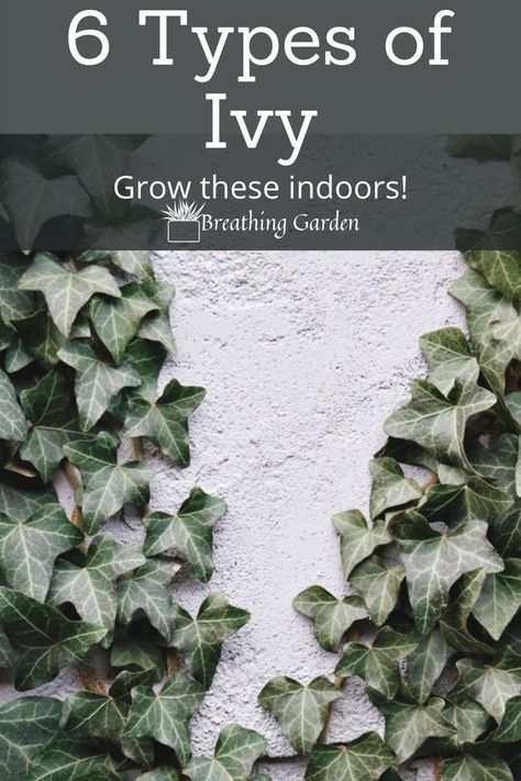 ivy can also grow inside! Add these beautiful plants to your indoor garden. English Ivy Landscape Ideas, Types Of Ivy Houseplants, Growing Ivy Indoors, Ivy Plant Indoor Decor Ideas, Vining Plants Indoor Ideas, English Ivy Indoor Decor, English Ivy Indoor, Ivy Plant Care, Indoor Lavender Plant