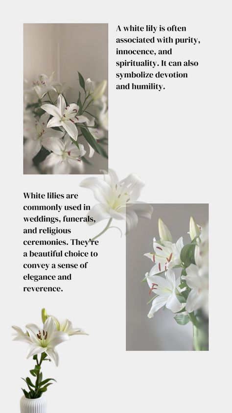 White Lily flower aesthetic info sheet with text and images White Lilies Aesthetic, White Lily Flower Aesthetic, Lily Flower Aesthetic, White Lily Flower, Greek Pantheon, Flower Meanings, White Lily, White Lilies, Tiger Lily