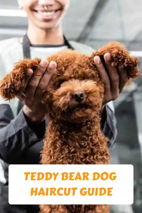 Teddy Bear Grooming Dogs, Diy Grooming Dogs, Teddy Bear Haircut Poodle, Grooming Toy Poodles, Dog Haircuts Poodle, Goldendoodle Grooming Haircuts Teddy Bears, How To Groom Poodles At Home, Mini Poodle Grooming, Minature Poodle Haircut