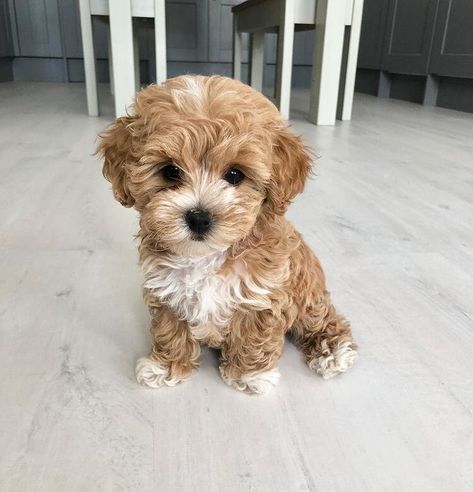 MALTIPOO PUPPIES FOR SALE NEAR ME - Home Maltipoo Puppies For Sale, Cele Mai Drăguțe Animale, Maltipoo Puppy, Psy I Szczenięta, Cavapoo Puppies, Super Cute Puppies, Baby Animals Pictures, Cute Little Puppies