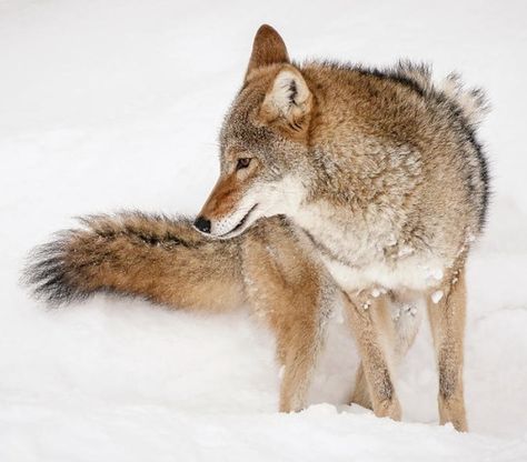 Coyote Tail by © Athena Mckinzie Athena Mckinzie, Tail Ideas, Coyote Tail, Dog Corner, Animal References, Red Wolf, Grey Wolf, Creature Feature, Wild Dogs