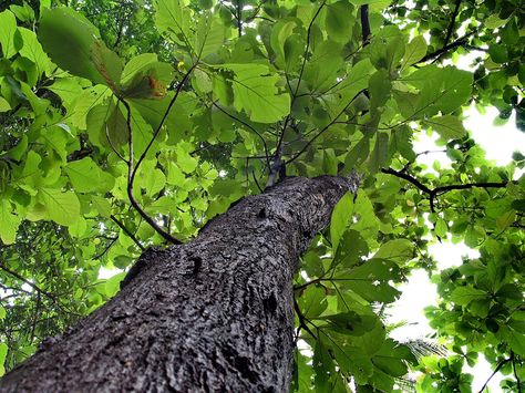 teak tree Teak Tree, Forest Mural, Tree Photo, Tree Top, Tree Tops, Photo Tree, Teak Wood, Botany, Teak