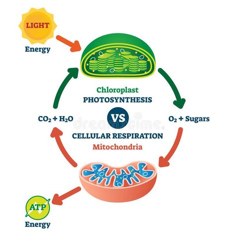 Chloroplast vs mitochondria process educational scheme vector illustration. vector illustration Botany Notes, Photosynthesis Activities, Igcse Biology, Biology Diagrams, Biology Plants, Photosynthesis And Cellular Respiration, Plant Physiology, Science Anchor Charts, Organization Notes