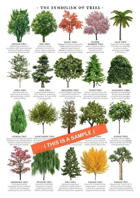 I'm proud to present to you a poster I made! This will be a digital download for you to print out yourself.   Print this poster out to use as a reference to see which tree has which meaning!  Perfect "at-a-glance" chart for gardeners, florists and horticulturists. :-) ----------------------------------------------------------- This item is an INSTANT DOWNLOAD. No physical item will be sent or mailed. Once you purchase this listing, you will be able to immediately download the file pictured above Tree Meanings Chart, Types Of Trees Charts, Trees Meanings, Brick Raised Beds, Tree Meanings, Tree Types, Different Trees, Types Of Trees, Tree Id