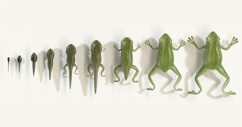 This Seamless Animation of a Tadpole to Frog Metamorphosis is Fantastic     «TwistedSifter Tadpole To Frog, Maine Tattoo, Bottles Decoration Wedding, Science Life Cycles, Animal Life Cycles, Life Cycles Activities, Motion Designer, Art Apps, 3d Motion