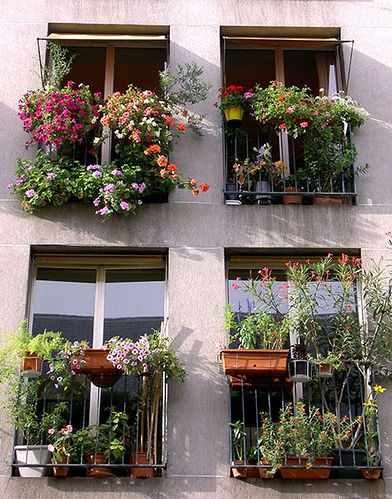 Plants In Window, Flower Pots Ideas, Balcony Planting, Balcony Flower Box, Pots Ideas, Window Plants, Small Balcony Garden, Balcony Flowers, Planting Ideas