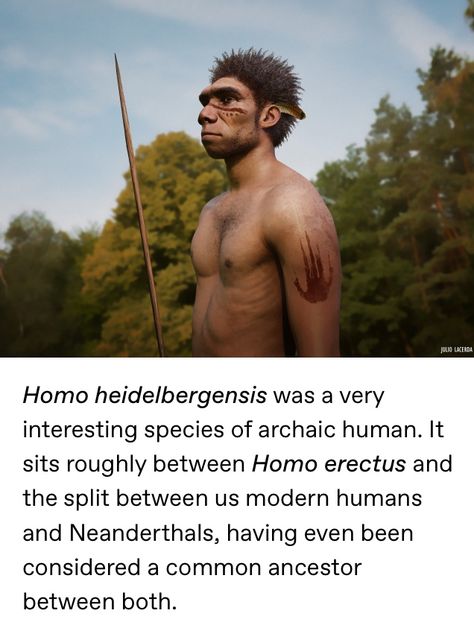 Homo Heidelbergensis, Homo Erectus, Pre History, Prehistoric Man, Early Humans, Fiction Stories, Fan Club, Anthropology, Modernism