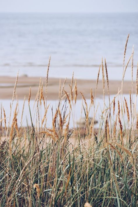 Buck Island, Beach Grass, Sun And Earth, Family Shoot, Jewelry Photoshoot, Cow Painting, Concept Board, Beach Collection, Ocean Theme