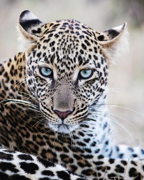 Kjetil Schjølberg on Instagram: “African beauty, a young Leopard with intense blue eyes. Shot on the Canon EOS R + EF 200-400mm ext #stjørdalfoto #canoneosr…” Leopard Blue Eyes, Leopard Eyes, African Leopard, Canon Eos R, Light Blue Eyes, Eye Pictures, Great Cat, Blue Eye, African Beauty