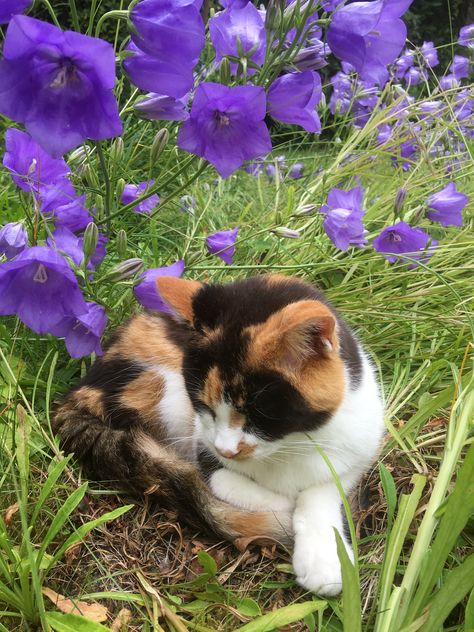 Calico Cat, Purple, Flowers