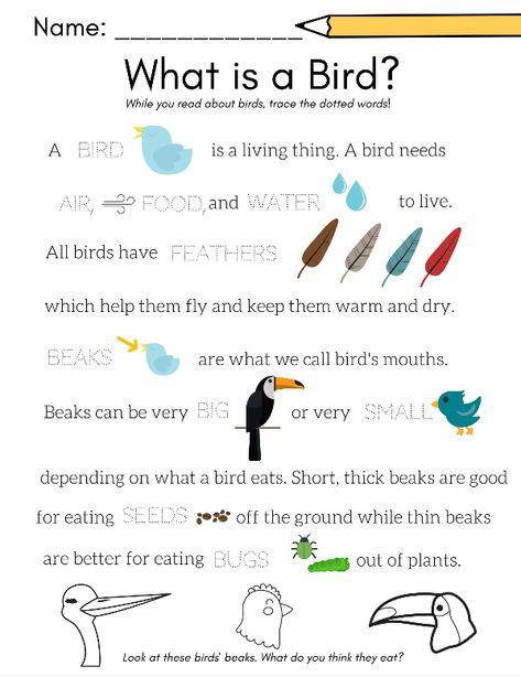 What is a Bird? Tracing worksheet for preschool, preK, or Kindergarten. Learn about birds with this easy tracing worksheet. Free download in my Birds & Bugs Worksheet Pack, 8 printables for PreK. Bird Unit Study Free Printable, Bird Unit Study Kindergarten, Theme Birds Preschool Activities, Parts Of A Bird Preschool, Bird Activities First Grade, Bird Worksheets Preschool Free Printable, Bird Craft For Kindergarten, All About Birds Preschool, Birds Projects For Kids