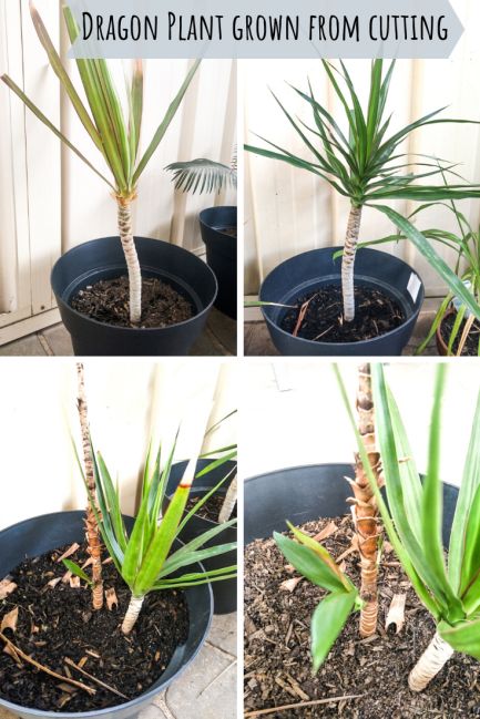 Dragon Plant Indoor, Dragon Tree Plant Care, Dracena Plant, Dragon Tree Plant, Avocado Plant From Seed, Marginata Plant, Beautiful House Plants, Dragon Plant, Garden Soil Mix