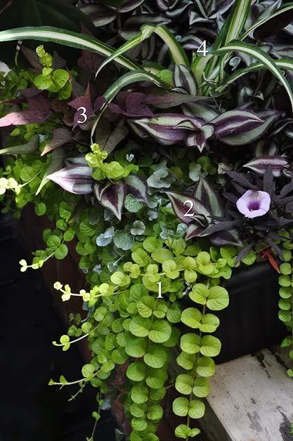 The Summer's Prettiest Container Plantings | Hometalk Shady Container Plants, Spider Plant Container Ideas, Container Hostas, Sweet Potato Vine Planter, Ginger Gardening, Hostas In Pots, Ipomoea Batatas, Tradescantia Albiflora, Shade Planting