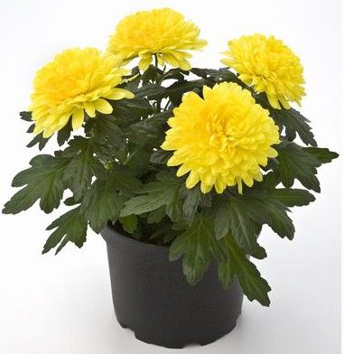 Cultivar crisantemos en maceta es una actividad muy fácil. Son perfectos para patios, terrazas y balcones. Resisten bien el frío e incluso las heladas Growing Chrysanthemums, Disney Princess Pets, Chrysanthemum Flower, Cardcaptor Sakura, Balcony Garden, Front Garden, Chrysanthemum, Traditional Tattoo, Garden Inspiration