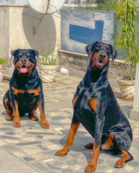 Rottweilers And Dobermans, Rottweiler And Doberman Together, Doberman And Rottweiler, Rottweiler And Doberman, Dogs Day, Doberman Pinscher Puppy, Rottweiler Mix, Huge Dogs, Doberman Dogs