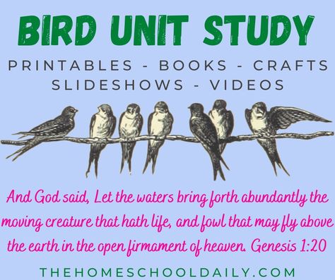 Bird Unit Study - The Homeschool Daily Bird Feeder Craft, Unit Studies Homeschool, Science Textbook, Bird Book, Free Bird, Science Units, Science Curriculum, Unit Study, Backyard Birds