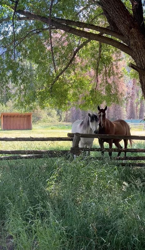 Cottage With Horses, Contry Asthetic, Home With Horses, Horse Pond, Farm Girl Aesthetic, Farm Life Aesthetic, Horses Aesthetic, Aesthetic Farm, All Shall Be Well