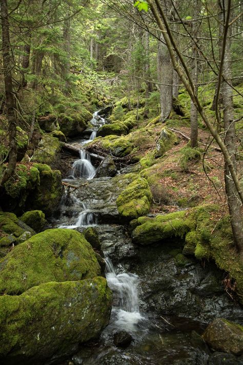 "This enchanting trail is in Fundy National Park in the Maritimes. It's one of the most beautiful trails I have ever been on. This print is available in a variety of sizes and can be enjoyed all year round. Have a print size in mind that would best fit your space? Contact me as custom sizes are available. Photographic Prints * Print is Vertical, un-matted and unframed * Print comes in a variety of sizes - 5X7, 8X10, 11X14, 16X20, 20X24 * Prints may vary slightly due to cropping done to accomodat Waterfall In Forest, Fundy National Park, Waterfall Forest, Mossy Forest, Alpine Forest, Forest Waterfall, Belle Nature, Forest Trail, Image Nature