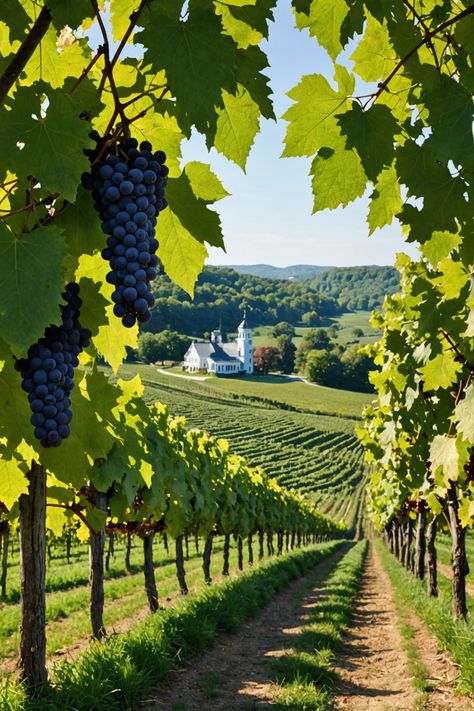 Vineyard Voyages: Exploring Maryland's Scenic Wine Trails Vineyard In Italy, Wine Vineyard Aesthetic, Winery Aesthetics, Grape Farm, Vineyard Aesthetic, Vineyard Photography, Italian Vineyard, Vineyard Art, Wine Farm