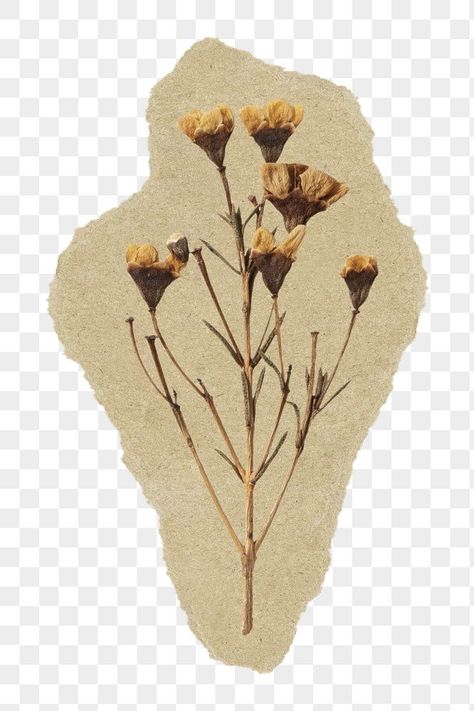 Dried Flowers Transparent Background, Dry Flower Sticker, Png For Journal, Pinterest Shuffle Background, Shuffles By Pinterest Ideas, Ripped Pages Aesthetic, Ripped Page Png, Transparent Flowers Png, Pinterest Shuffle Ideas