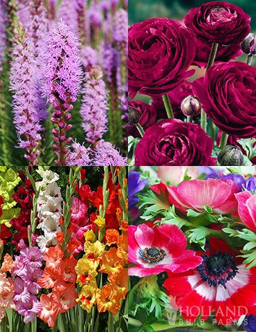 Want to bring beautiful flowers into your home but the deer eat them before you get the chance? Worry no more with this collection of beautiful deer resistant flowers that are great for vases and bouquets. These sun loving bulbs will bloom in summer and provide color for all your cut flower needs.   Deer Resistant Cut Flower Garden Collection Includes:  1 package of Pauline Violet Ranunculus (15 bulbs per pack)1 package of Liatris (5 bulbs per pack)1 package of Mixed Gladiolus Value Bag (30 bulb Blue Flowering Plants, Deer Resistant Flowers, Flower Garden Plans, Deer Resistant Plants, Cottage Garden Design, Spring Flowering Bulbs, Planting Hydrangeas, Garden Whimsy, Garden Bulbs